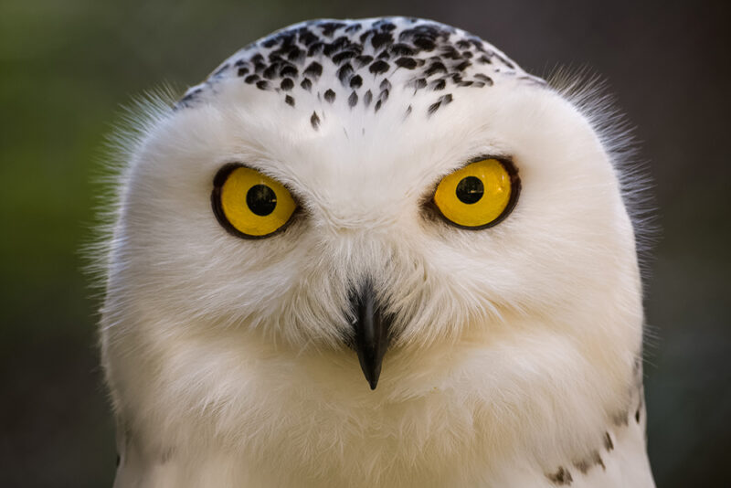 Closeup portrait of a snowy owl