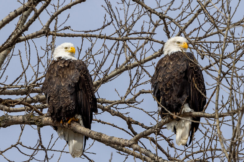 Bald Eagles, Male and Female Pair relaxing after fishing Raptors