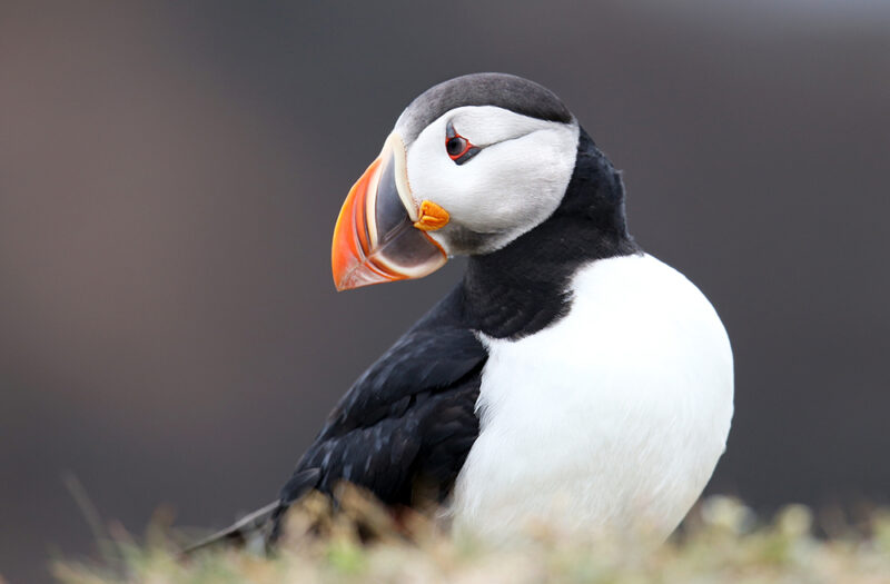 Atlantic Puffin Head Portrait, look back pose, from Newfoundland, Canada